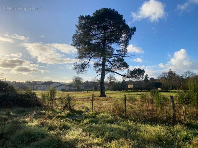 Terrain à SAINT-MORILLON