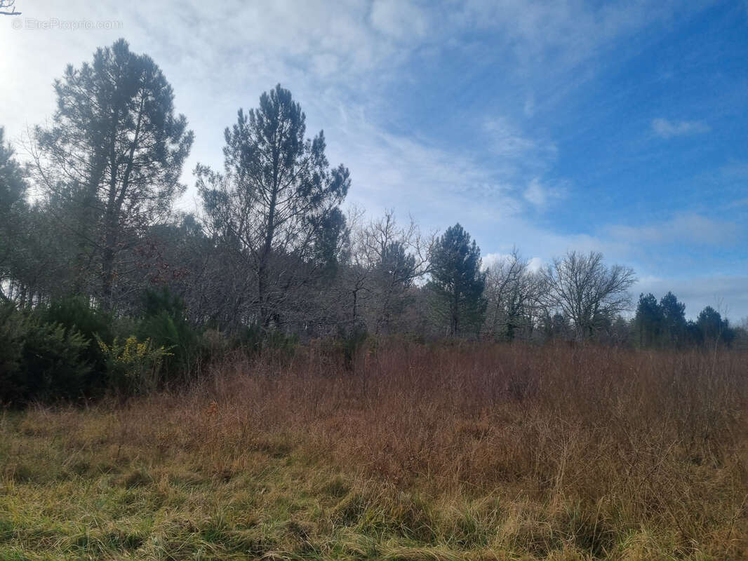 Terrain à BAZAS