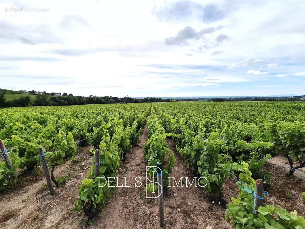 Terrain à FLEURIE