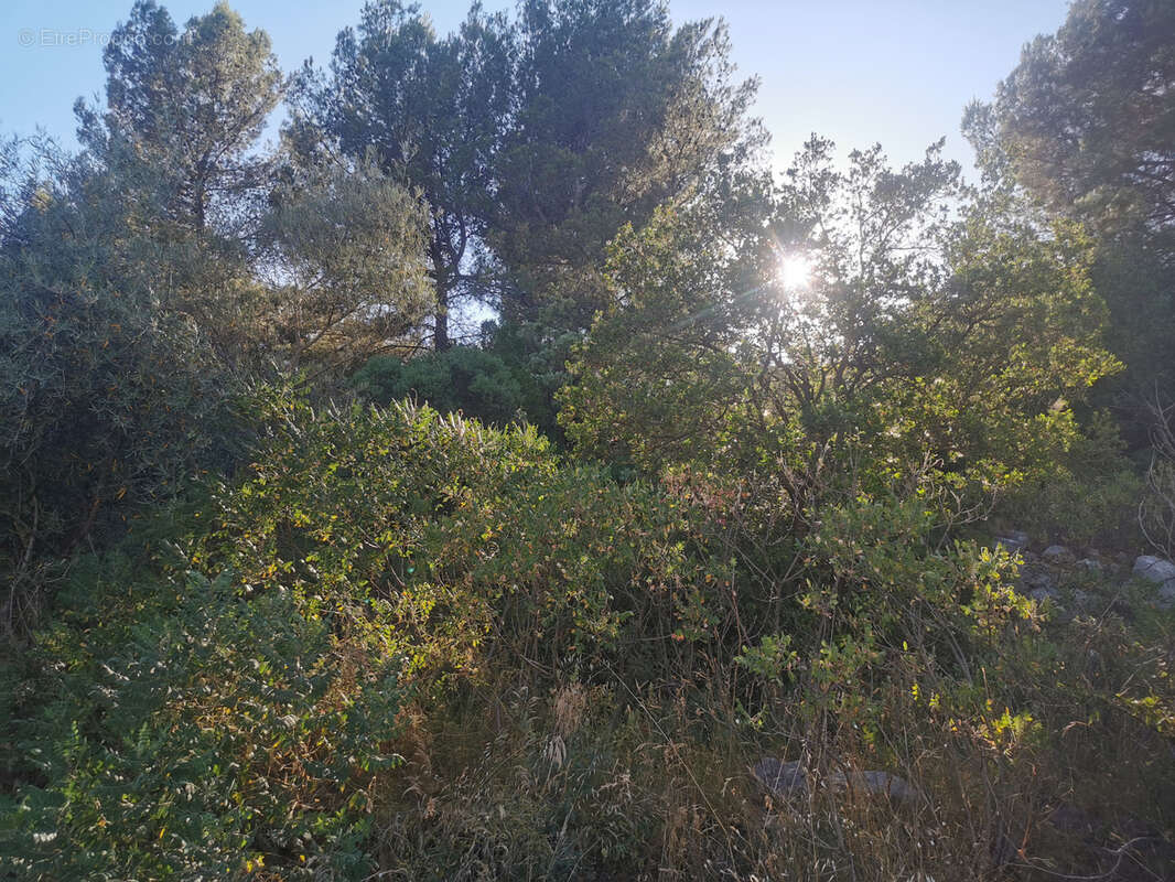 Le Luc terrain arboré de 400m2 vue panoramique - photo 2