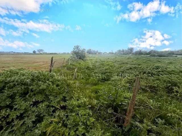 Terrain à LANSARGUES