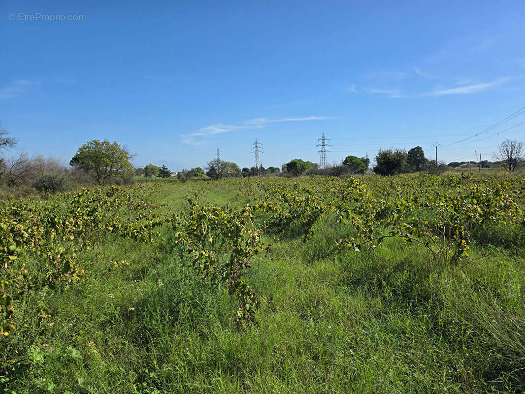Terrain à ARGELES-SUR-MER