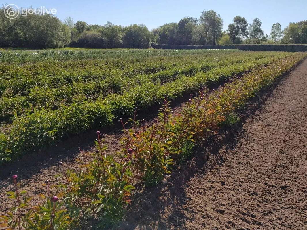 Terrain à MACHECOUL