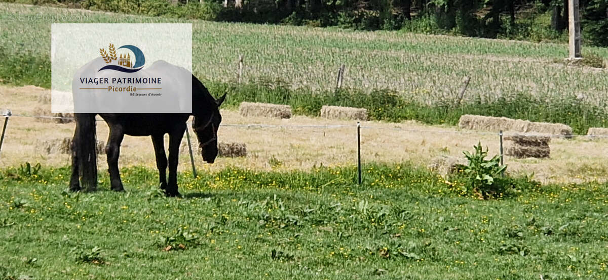 EXCLUSIVITÉ - Viager occupé - Domaine de 17 000 m2 avec maison de maître, dépendances et écurie - Pays de Bray (76) - photo 3