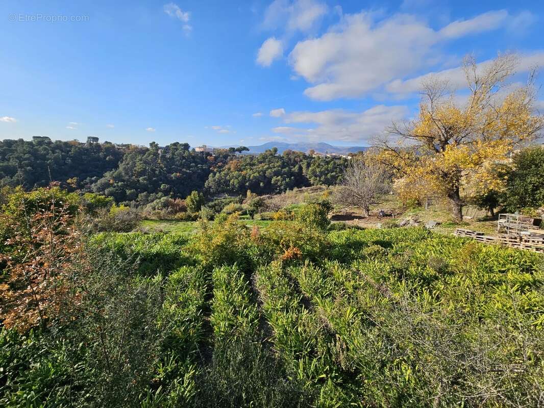 Terrain à SAINT-LAURENT-DU-VAR
