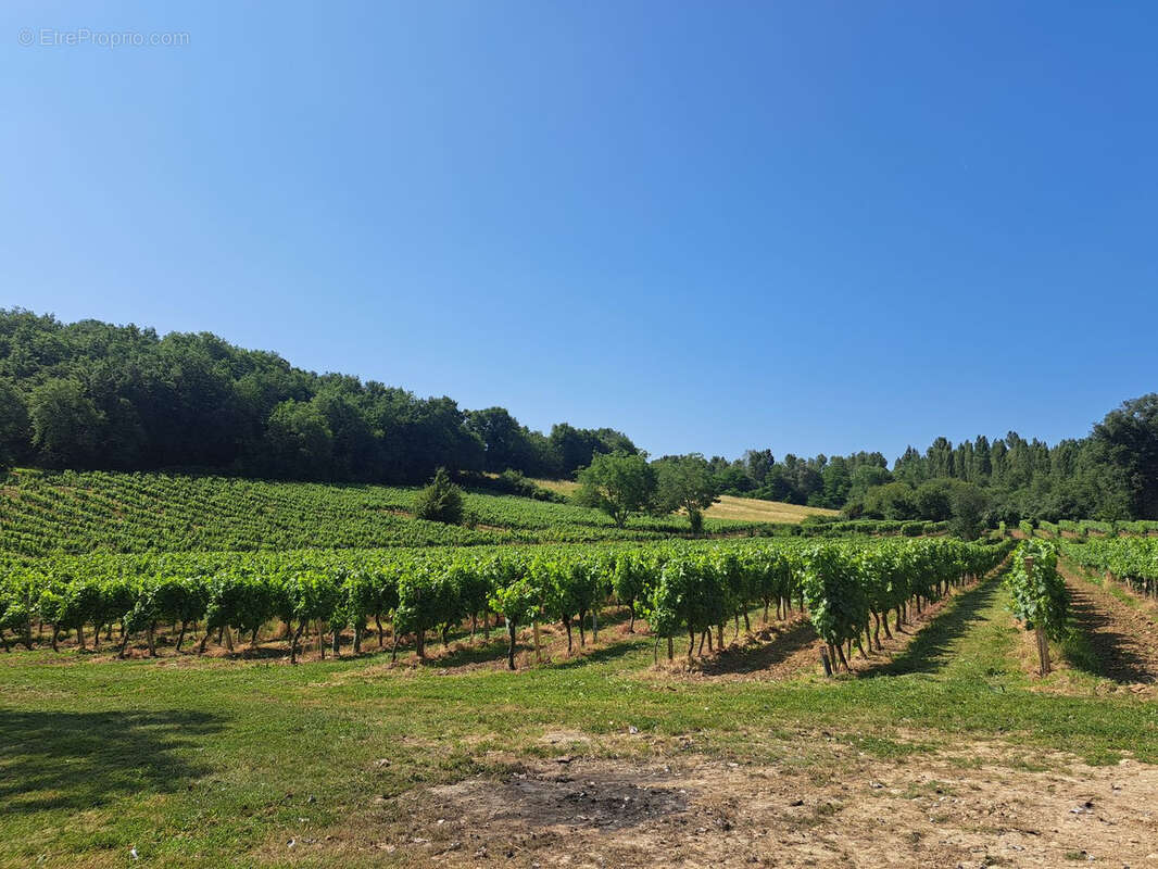 Propriété viticole - photo 2