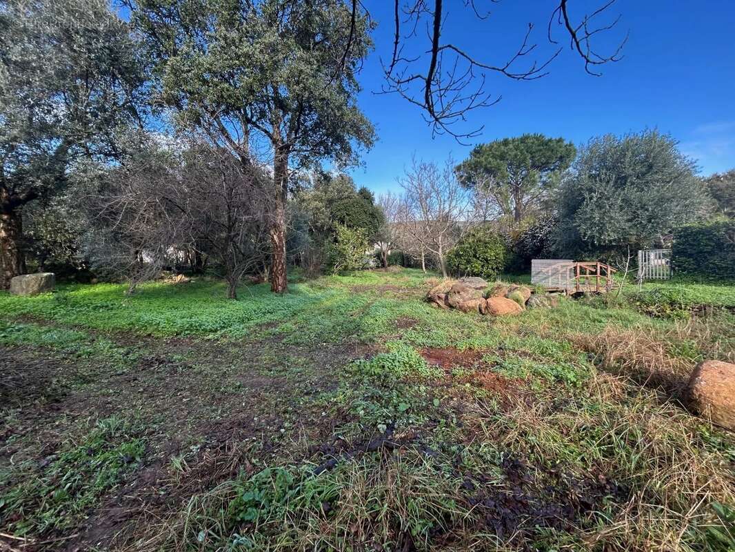 Terrain à PIETRACORBARA