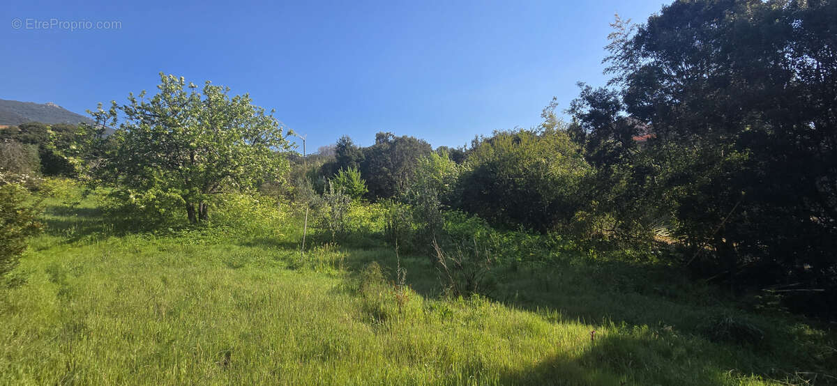 Terrain à OLMETO