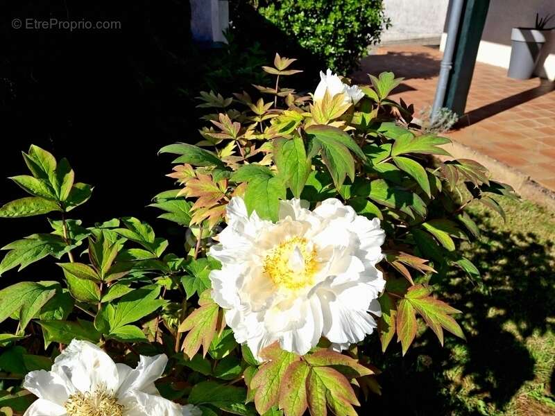 Maison à CASTELJALOUX