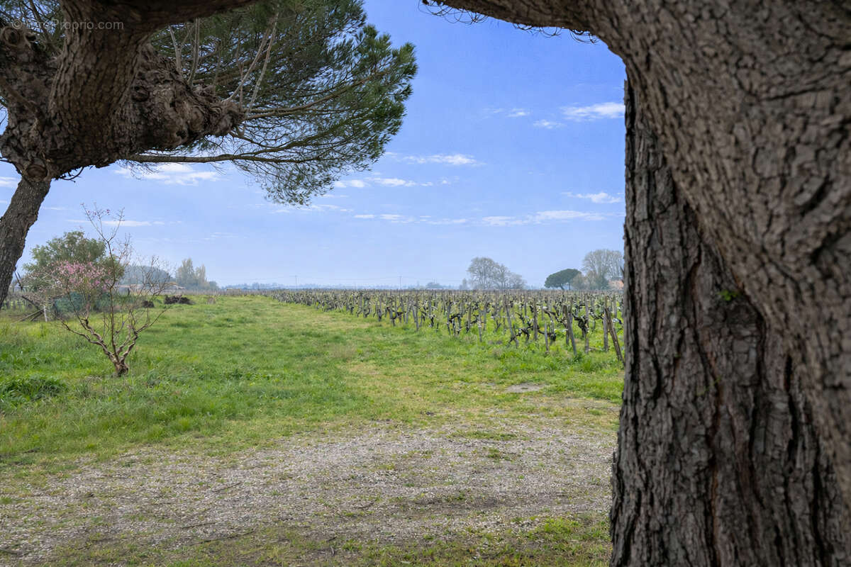 Terrain à SAINT-EMILION