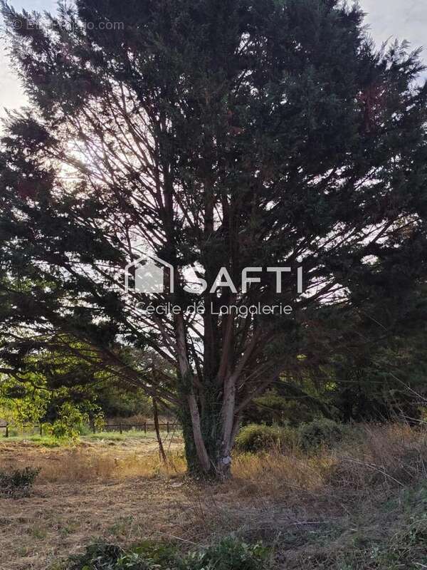 Photo 6 - Terrain à POULIGNY-SAINT-PIERRE