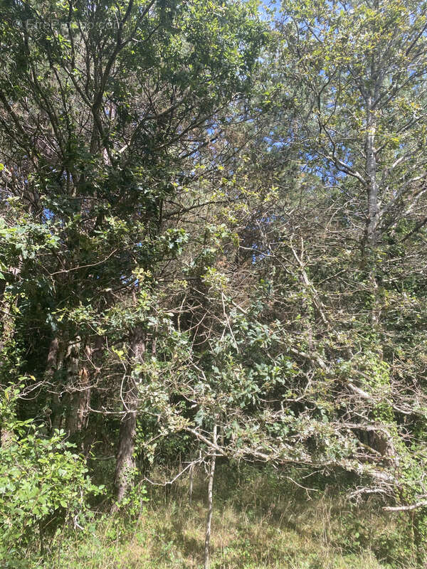 Terrain à SAINT-GERVAIS