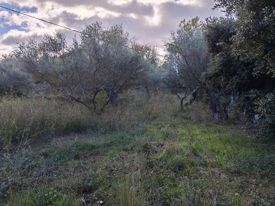 Terrain à CARNOULES