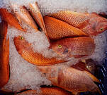 Commerce à CANET-EN-ROUSSILLON