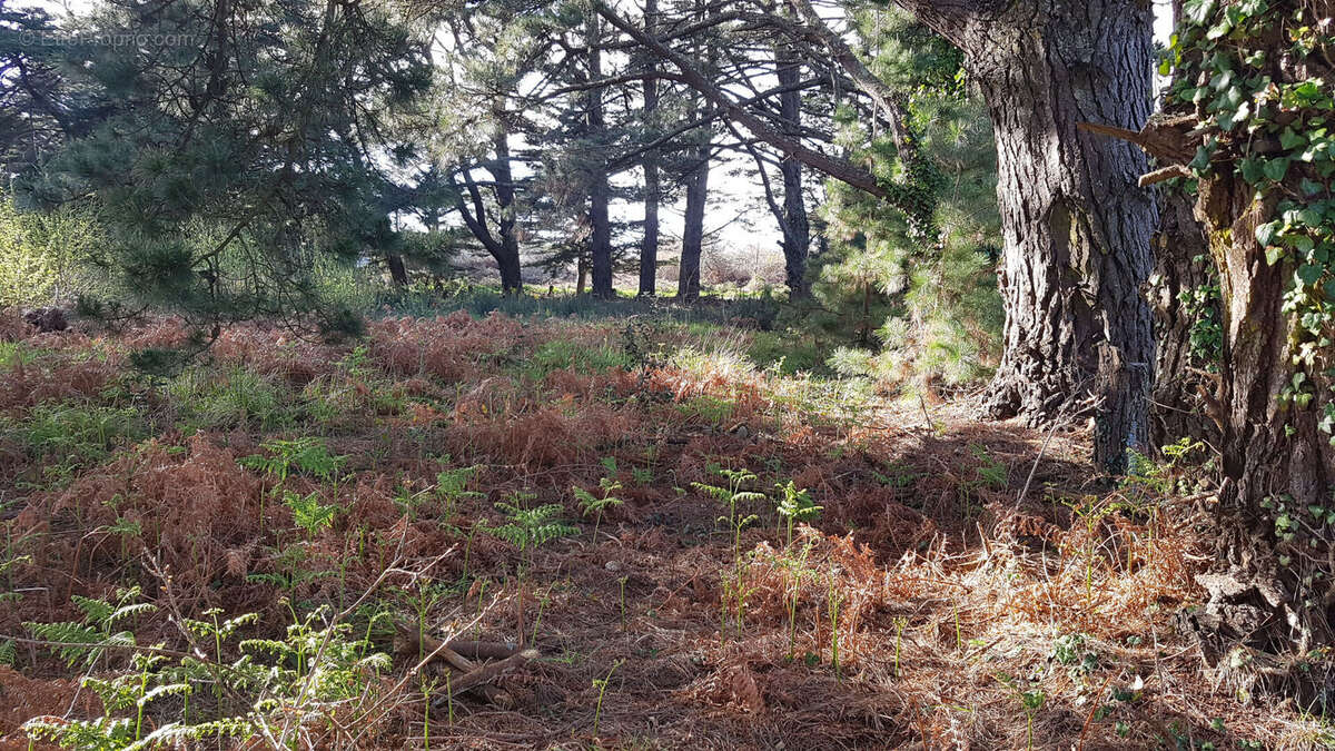 Terrain à LE PALAIS