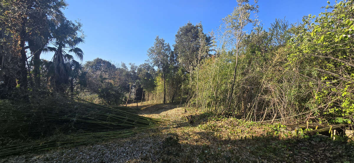 Terrain à OLMETO