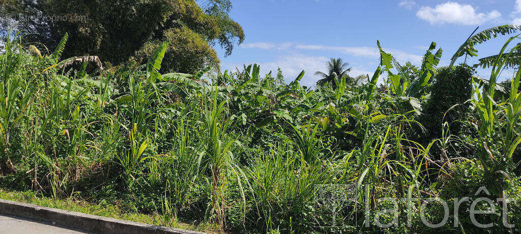 Terrain à CAPESTERRE-BELLE-EAU