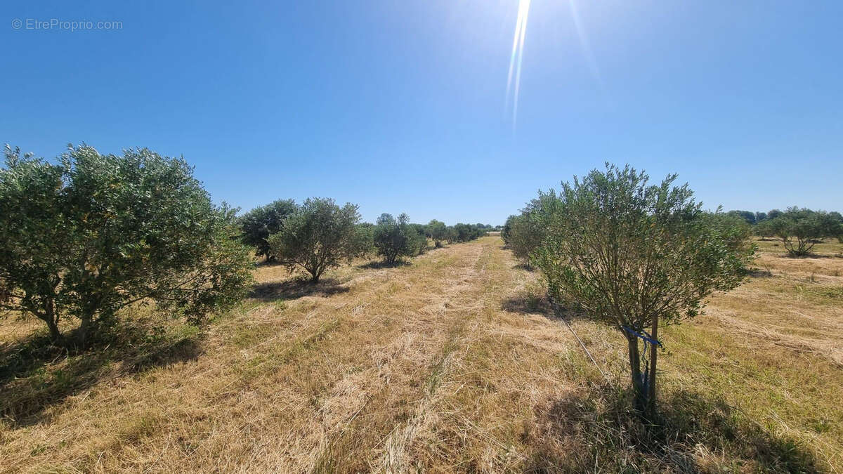 Oliveraie de 1,04 hectare avec 250 oliviers Lucques en production - photo 3