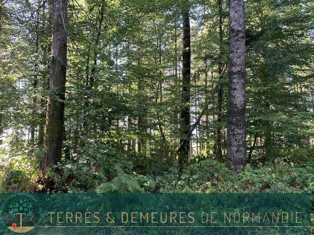 Dans le CALVADOS, secteur de VIRE (14500) A vendre bois de 3ha 69 a d'un seul tenant - photo 11