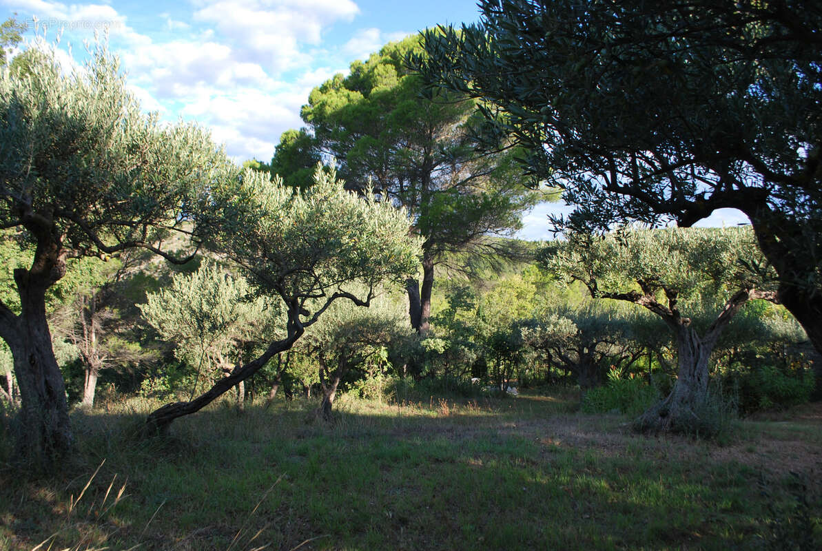 Terrain à SALERNES