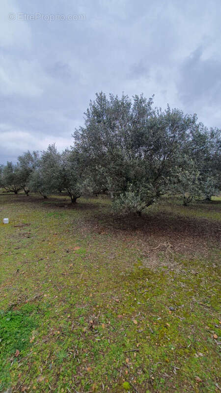 Terrain arbore - photo 5
