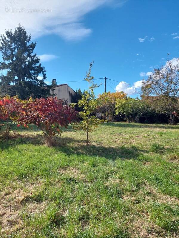 Terrain à MONTESQUIEU-VOLVESTRE