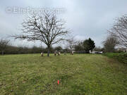 Terrain à LE MESNIL-RAOULT