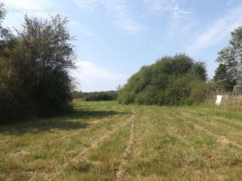 Terrain à LE PIZOU