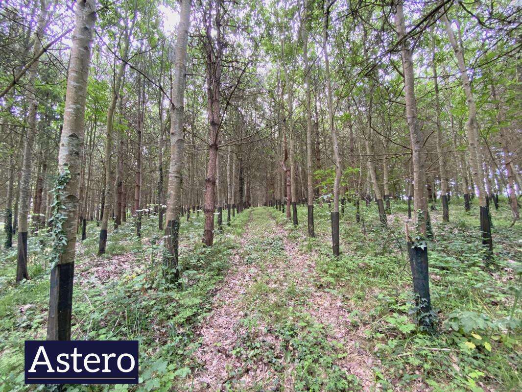 Propriété de caractère sur plus de 6 hectares - environnement exceptionnel et potentiel équestre - photo 15