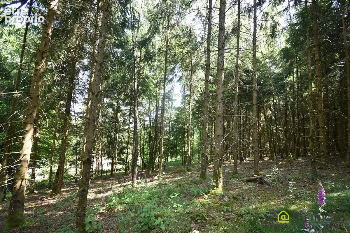 Parcelle forestière Anould 5420 m2 - photo 10