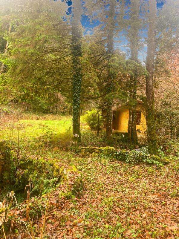 Terrain à WILLER-SUR-THUR