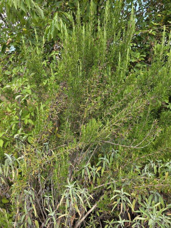 Terrain à ARGENTON-SUR-CREUSE