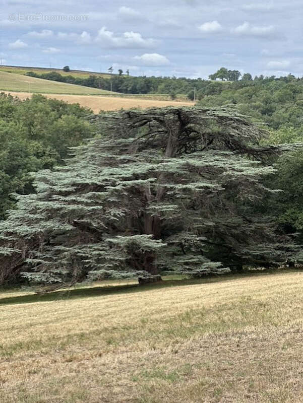 CHATEAU de famille du 17e siècle en très bon état à vendre à GIBEL - photo 18