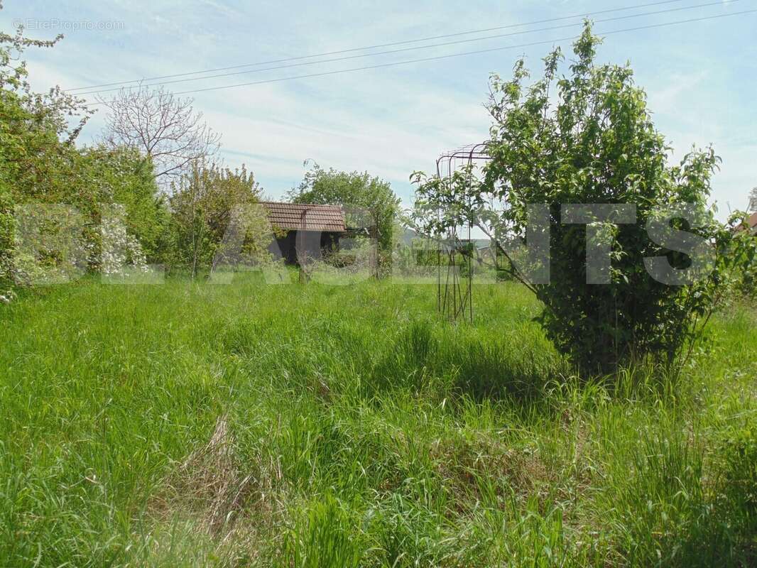 DSC05548 - Terrain à VITTEAUX