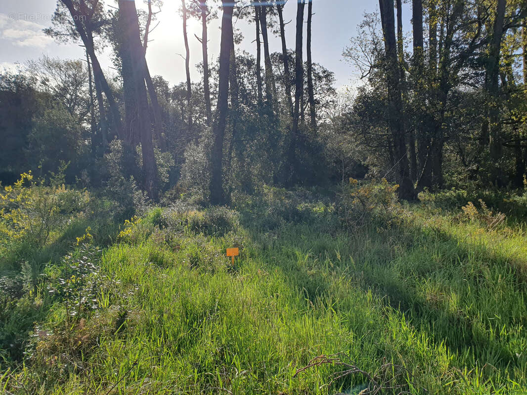 Terrain à JARD-SUR-MER