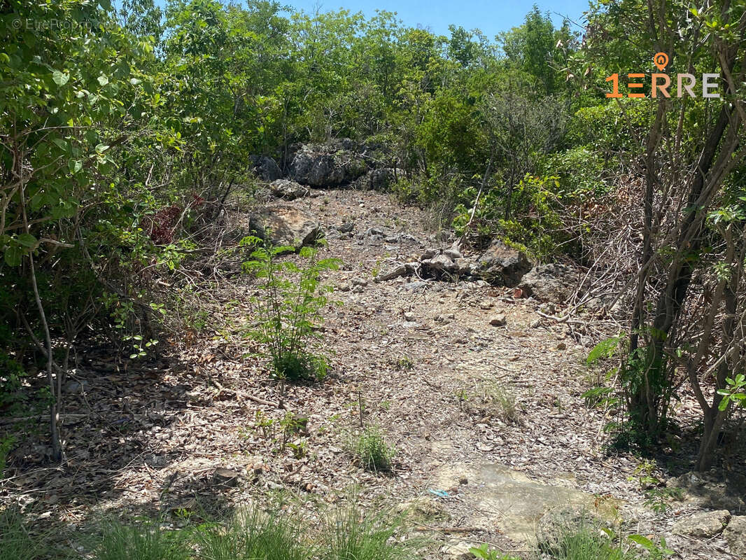 Terrain à SAINT-MARTIN