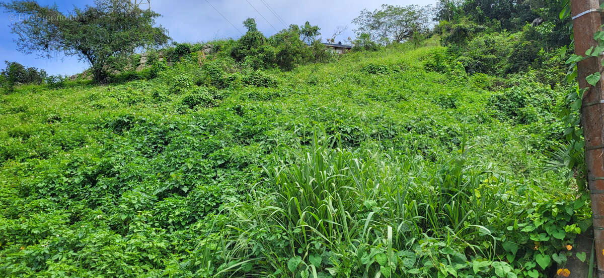Terrain à LES ABYMES