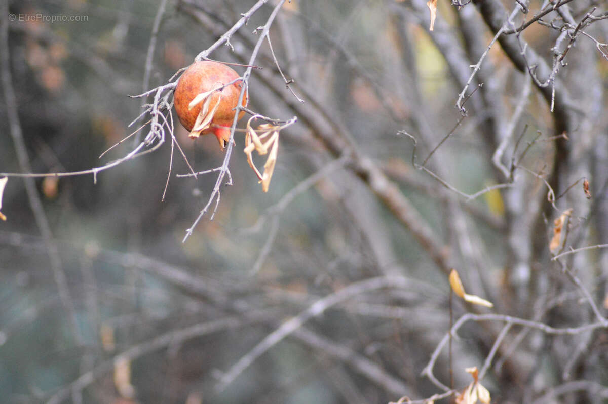 Maison à ARLES-SUR-TECH