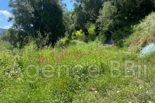 Terrain à Nice  - photo 3
