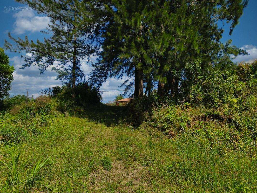 Terrain 600 m² à Petite-Ile  - photo 3
