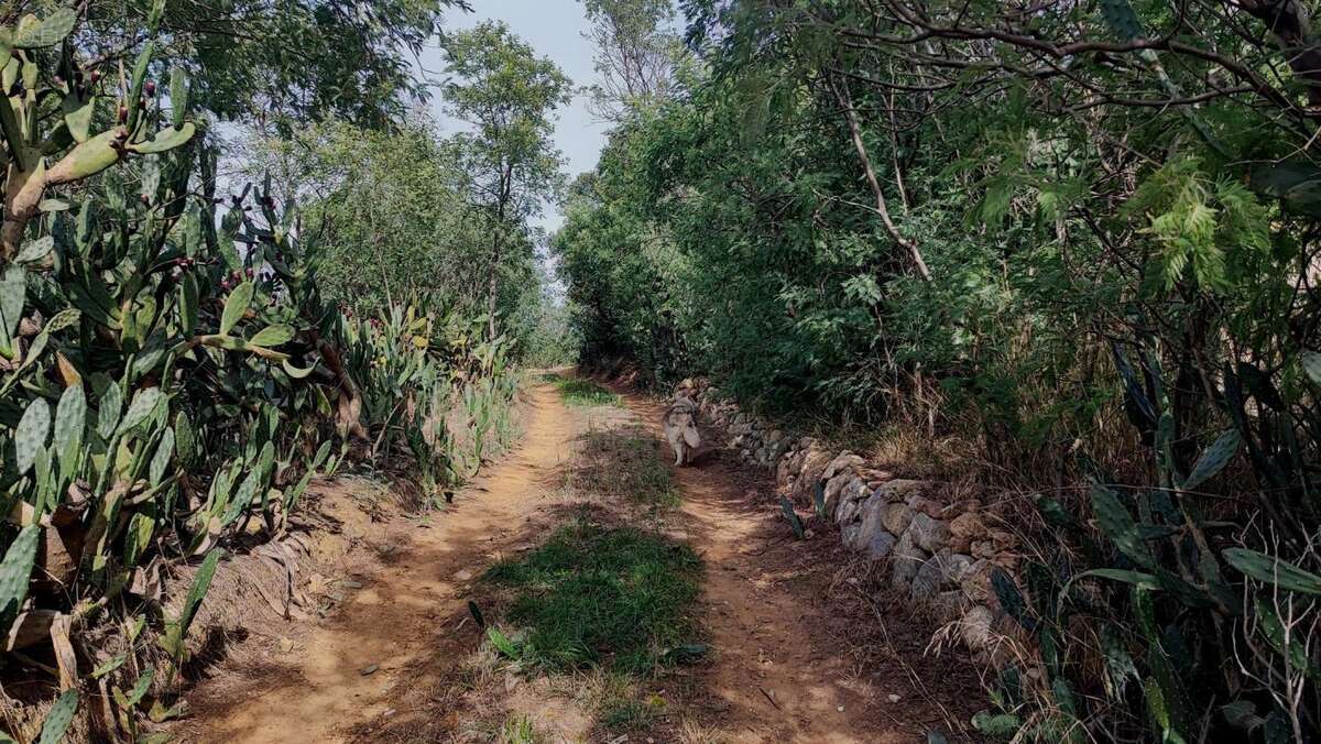 Terrain à SAINT-JEAN-PLA-DE-CORTS