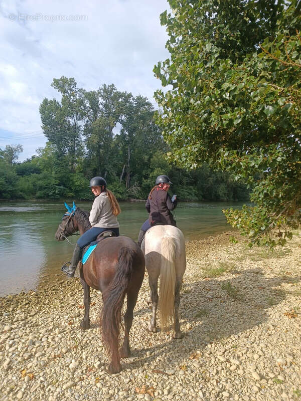 CINTEGABELLE- Fonds de commerce pension de chevaux et poney club - photo 19
