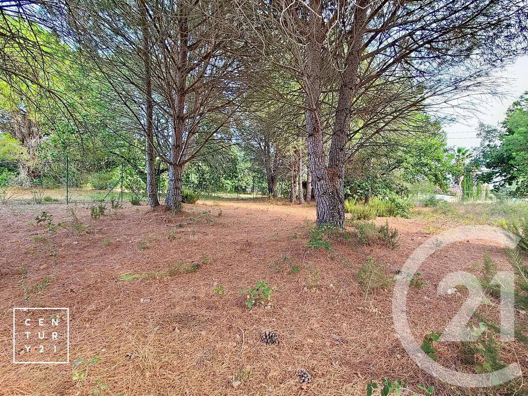 Terrain 5055 m² à Toulouges  - photo 4