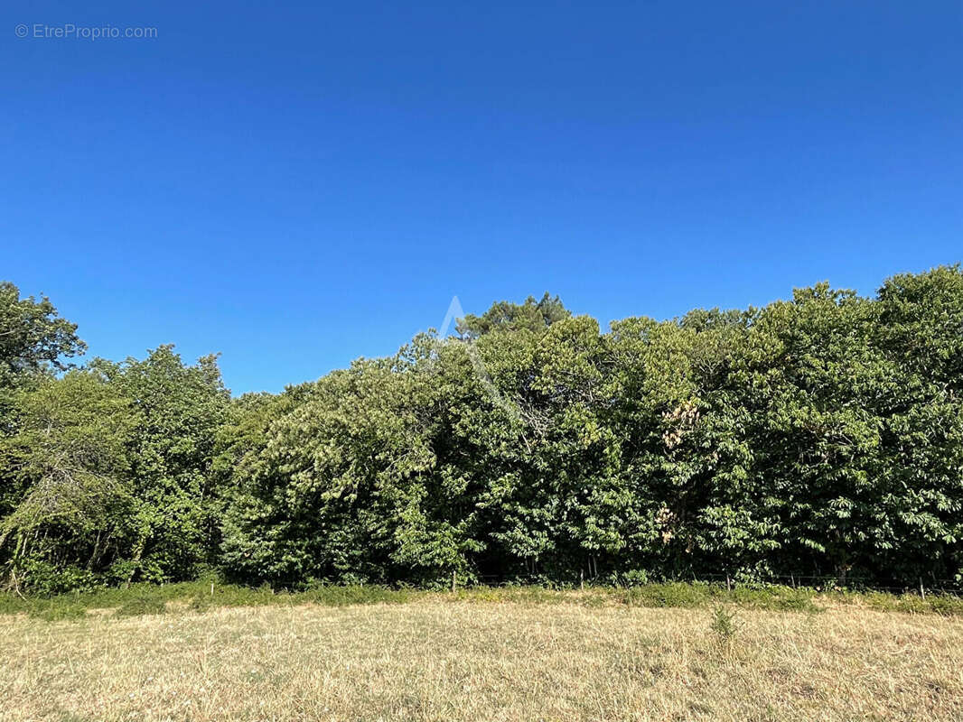 Bois -  Montagnac-sur-Lède - 24 000 m2 - photo 3