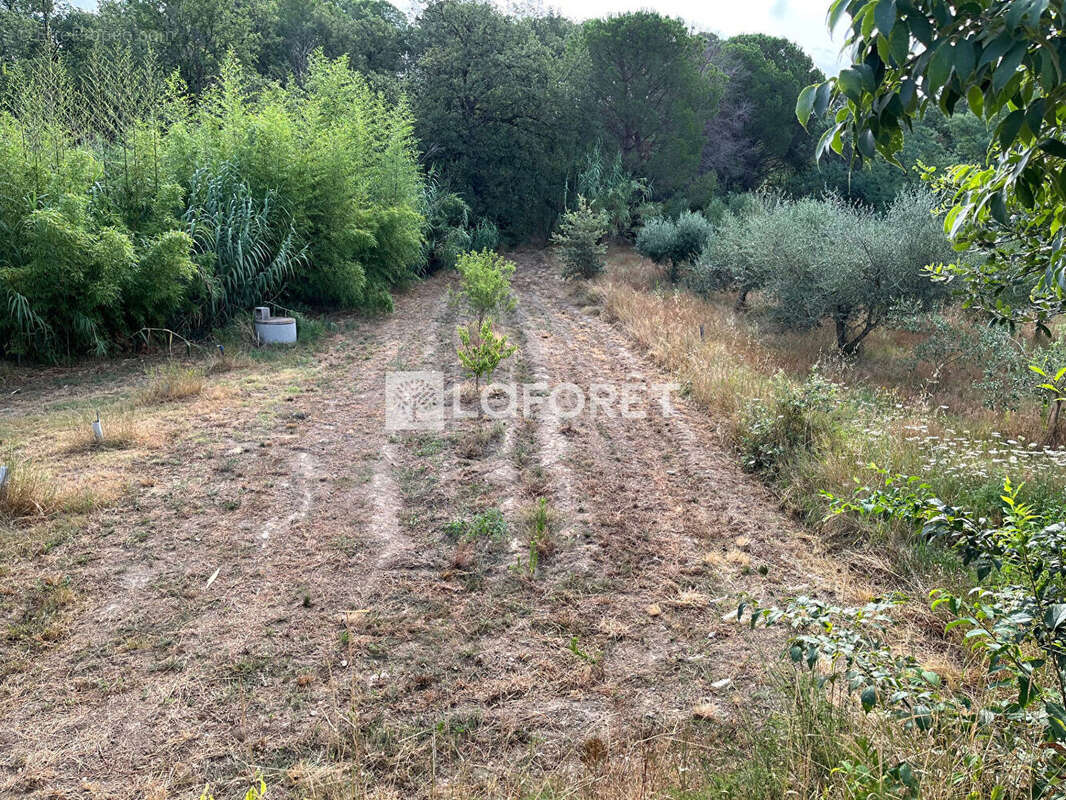 Terrain à LAROQUE-DES-ALBERES