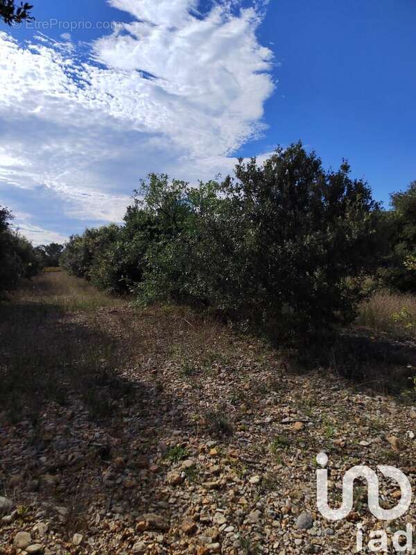 Photo 4 - Terrain à SERIGNAN-DU-COMTAT