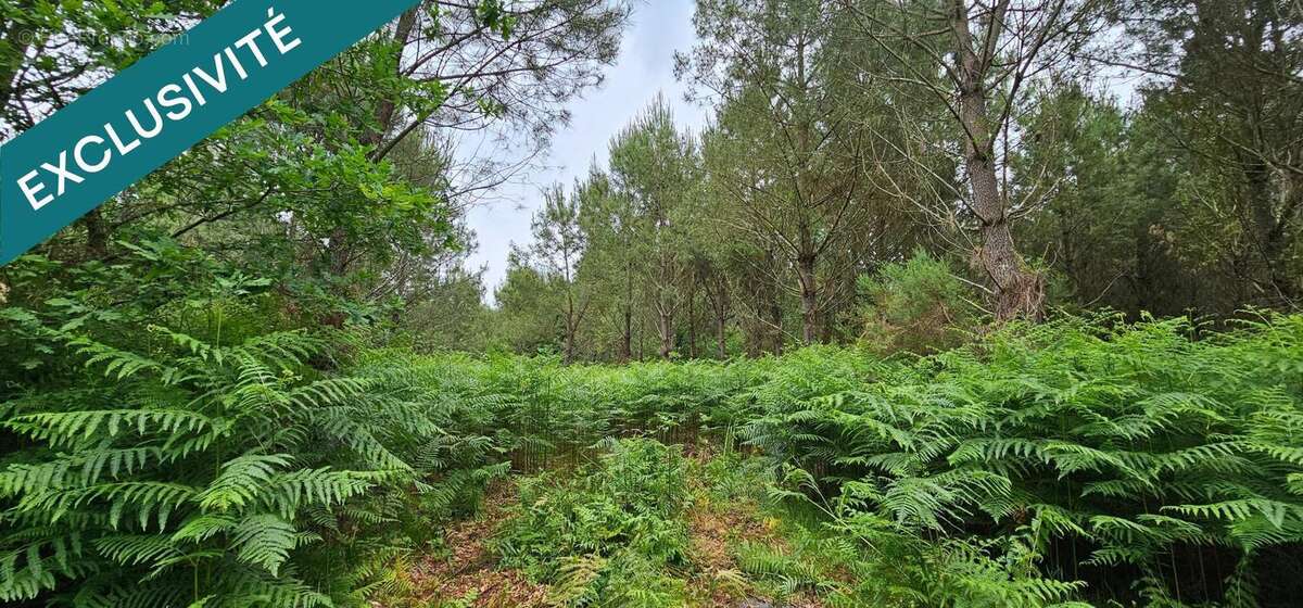 Photo 3 - Terrain à RION-DES-LANDES