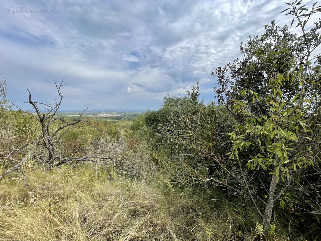 Terrain à SAINT-THIBERY