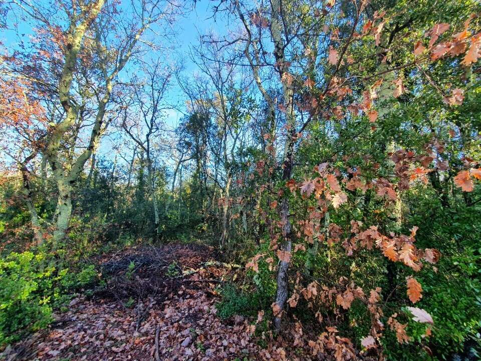 Terrain à LABASTIDE-DE-VIRAC