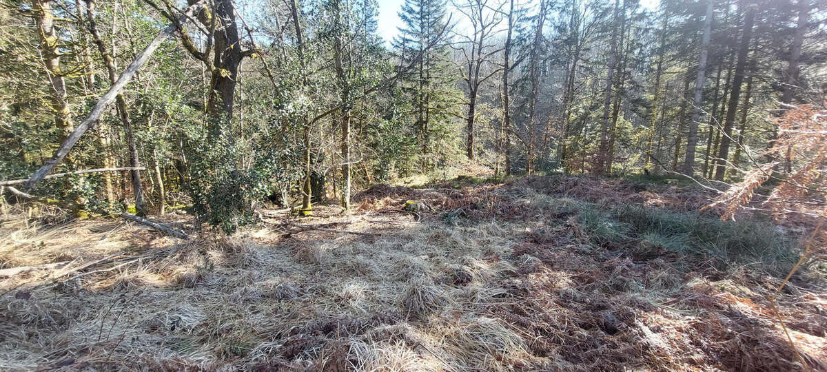 20250303_110852 - Terrain à FAUCOGNEY-ET-LA-MER